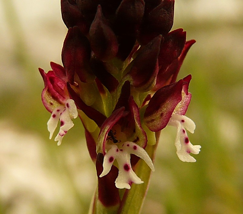 Orchis ustulata